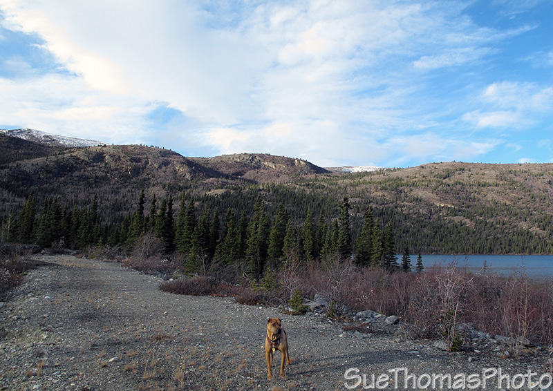 Aishihik Road, Yukon