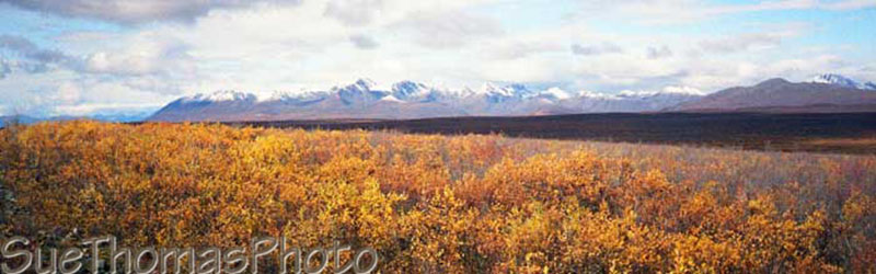 Denali Highway -- Cantwell to Paxson, Alaska