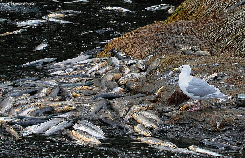 Out towards Allison Point in Valdez, Alaska