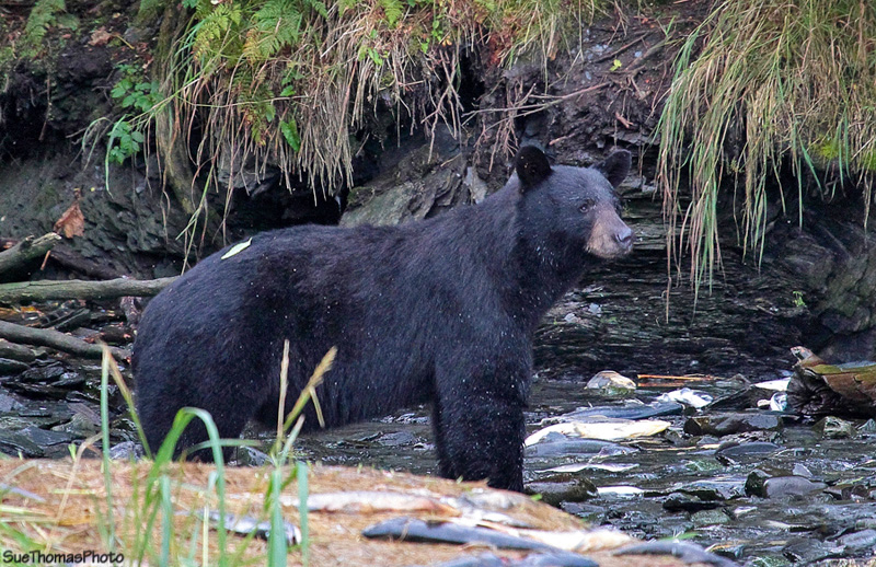 Salmon run at Valdez, Alaska