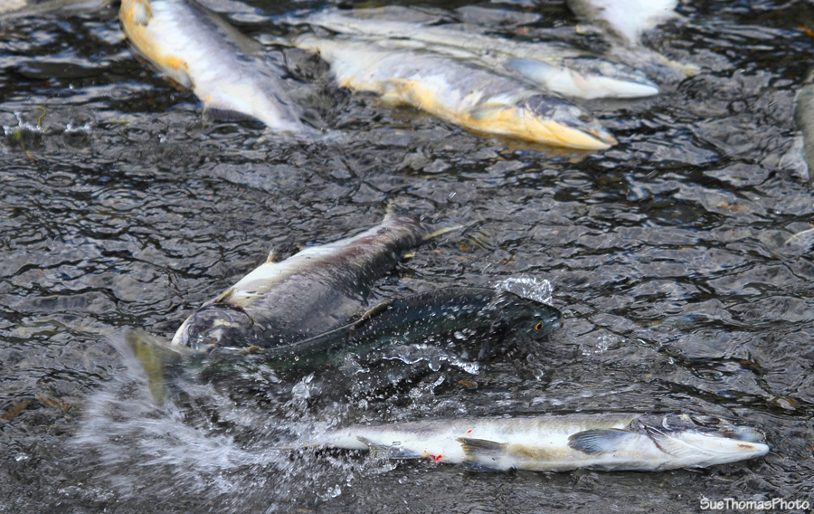 Salmon ran at Valdez, Alaska