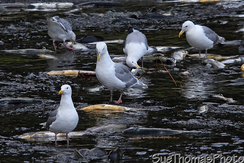 Salmon run at Valdez, Alaska