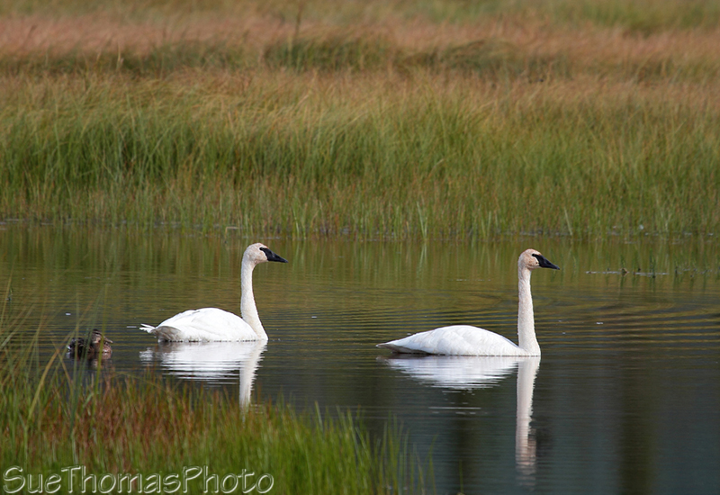 Trumpeter Swans