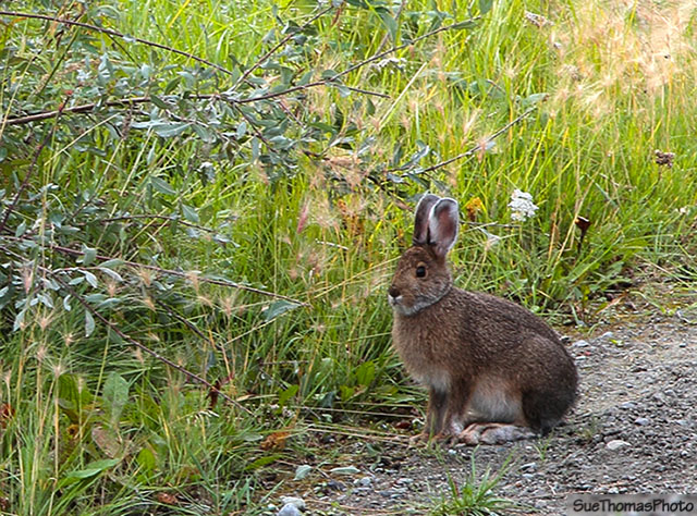 McCarthy Road in Alaska