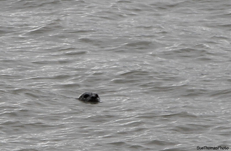Water life in Turnagain Arm, Alaska