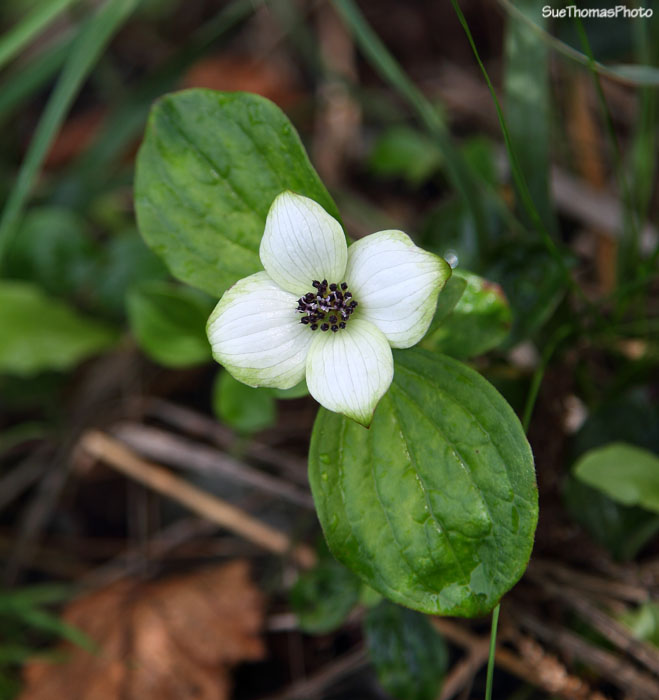 Dwarf Dogwood, Cornus canadensis, Alaska