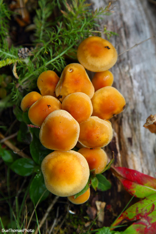 Mushrooms/Fungus on Kenai Peninsula, Alaska