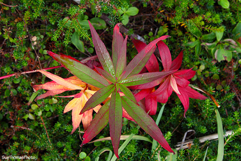 Mushrooms/Fungus on Kenai Peninsula, Alaska