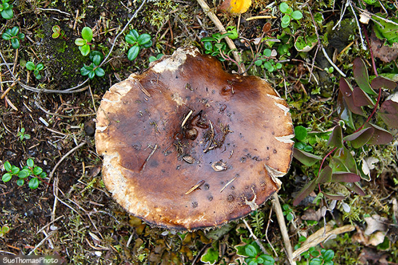 Mushrooms/Fungus on Kenai Peninsula, Alaska