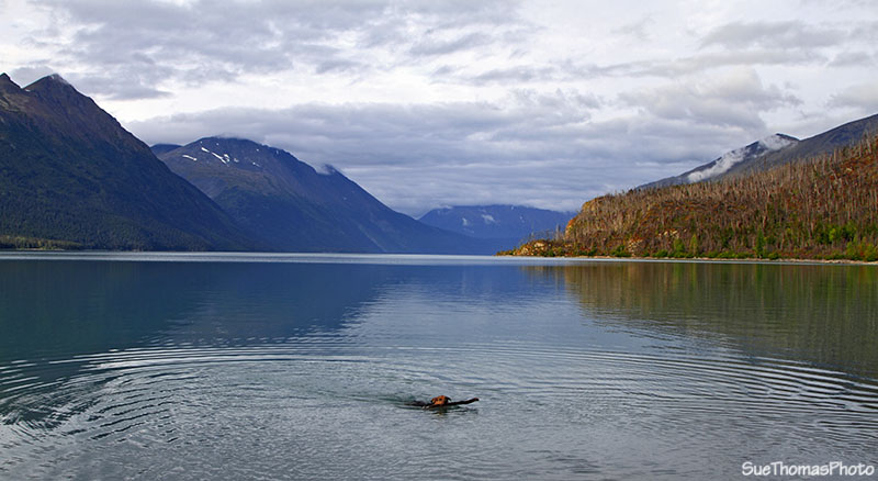 Tazz playing in Kenai Lake, Alaska