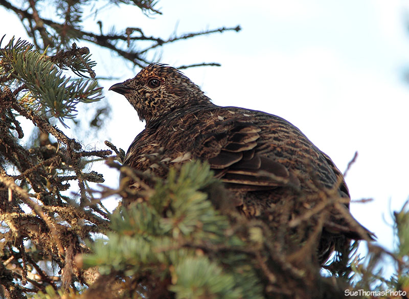 Grouse at Byers Lake, Alaska