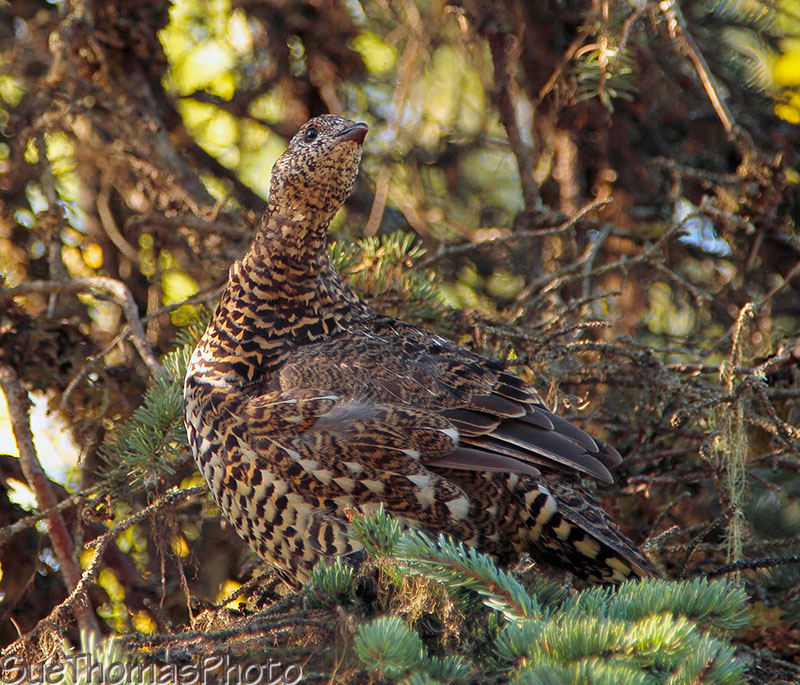 Grouse near Denali, Alaska