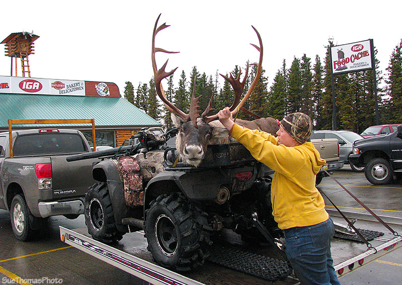 Dead Caribou at Delta Junction