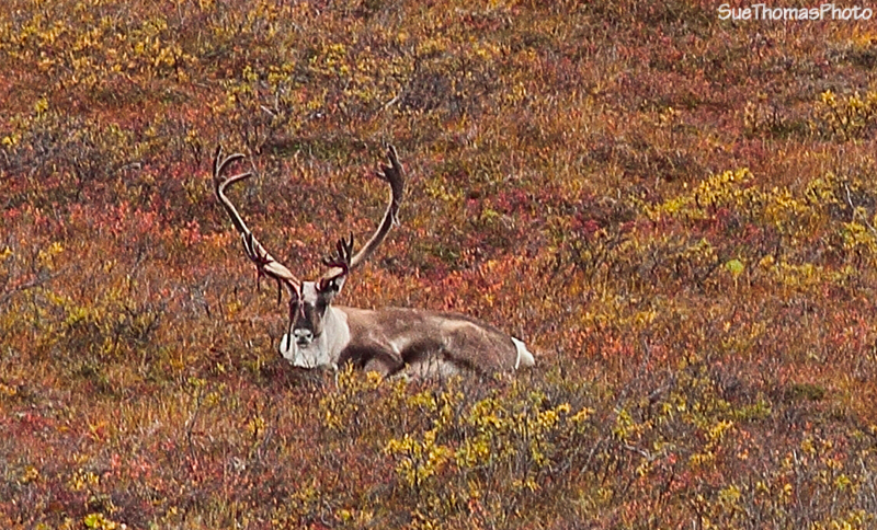 Caribou in Denali National Park, Alaska