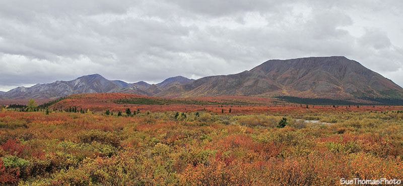 View near Savage River campground in Denali National Park