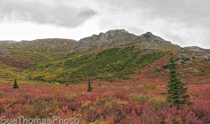 Driving to Teklanika Campground in Denali National Park, Alaska