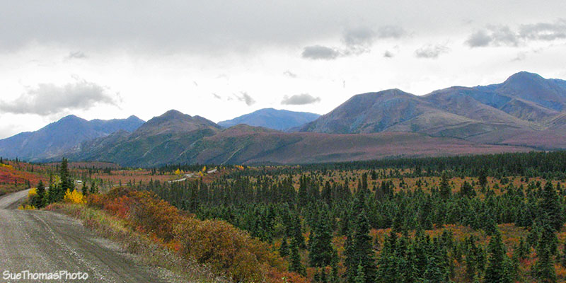 Driving to Teklanika Campground in Denali National Park, Alaska