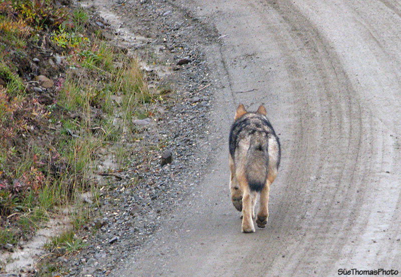 Wolf in Denali National Park, Alaska