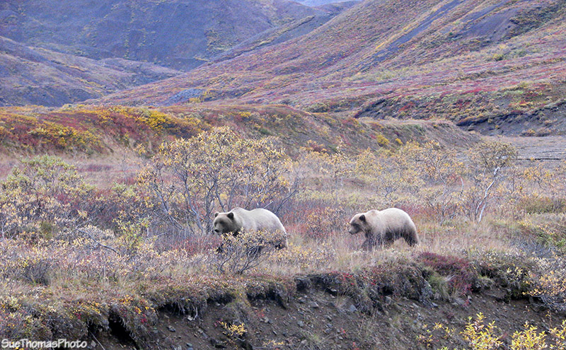 Grizzly Bear and cub in Denali National Park, Alaska