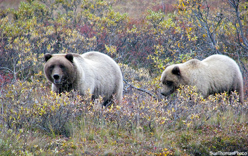 Grizzly bear and cub at Denali National Park, Alaska