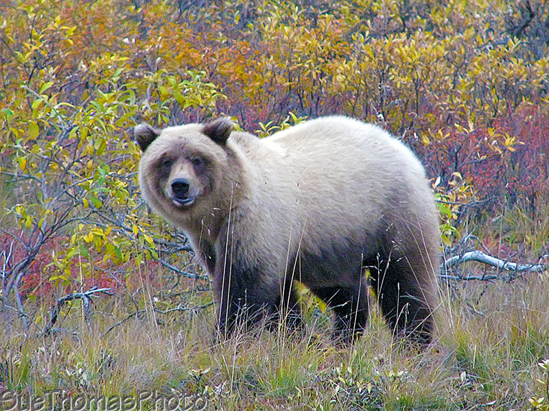 Grizzly cub at Denali National Park, Alaska