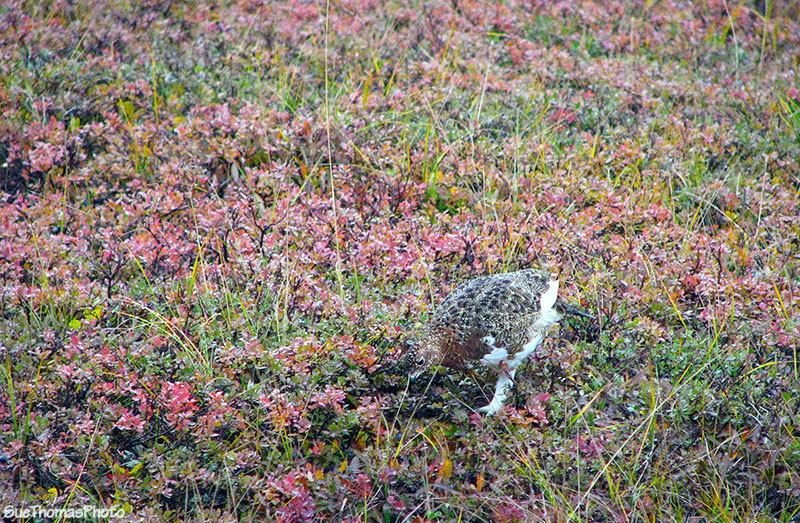 Willow grouse (willow ptarmigan) at Denali National Park, Alaska