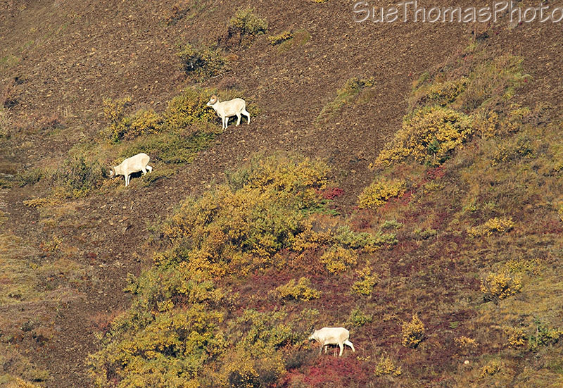 Dall Sheep in Denali