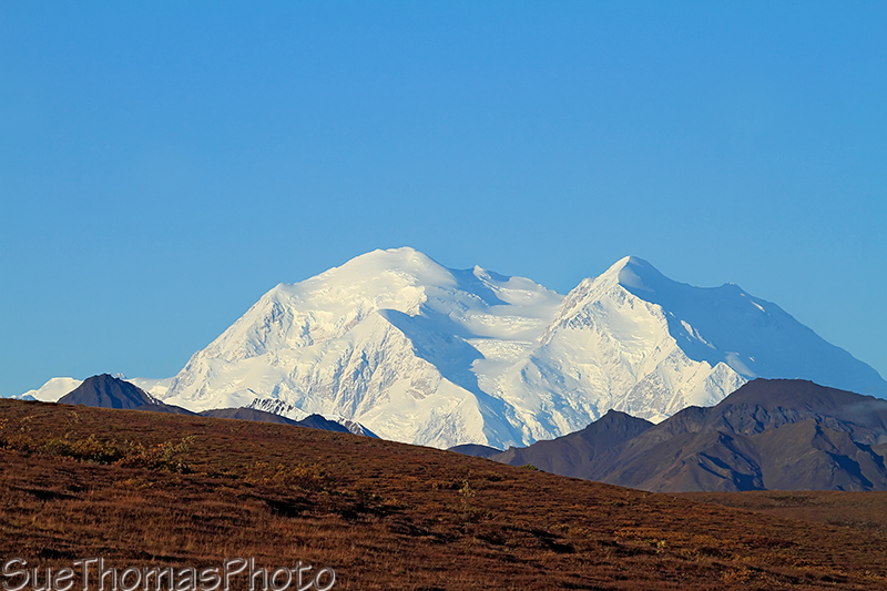 Denali National Park bus tour