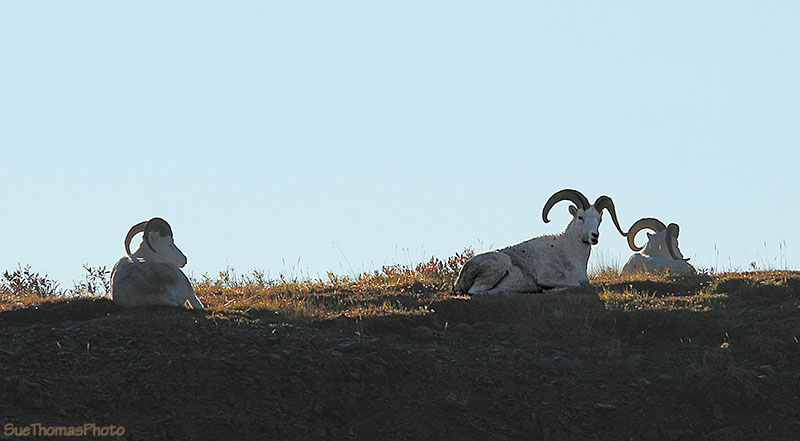 Denali National Park bus tour