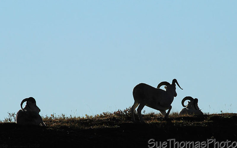 Denali National Park bus tour