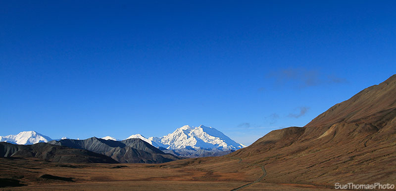 Denali National Park bus tour