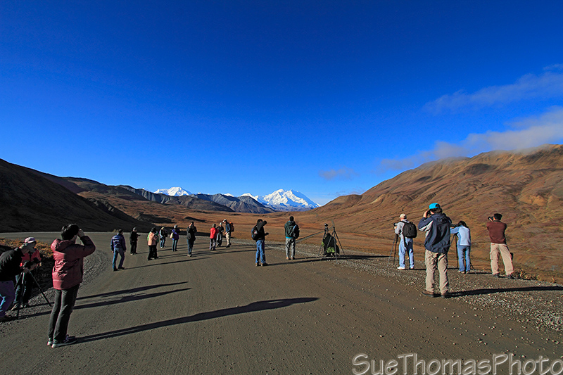Denali National Park bus tour
