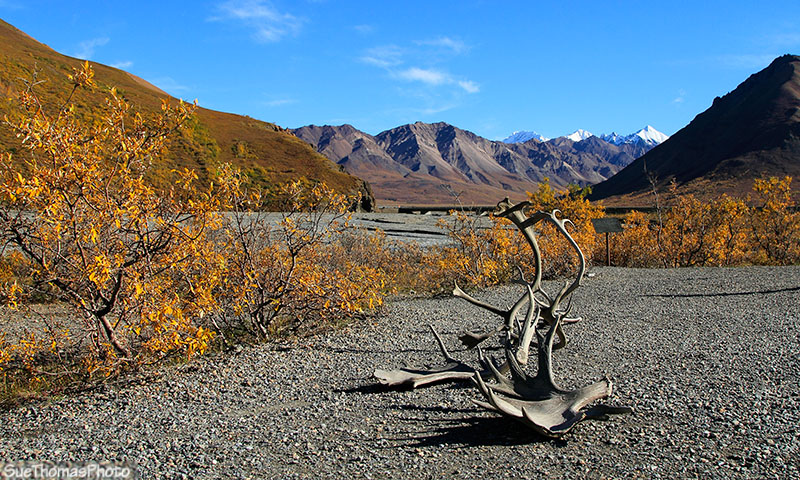 Toklat River, Denali National Park, Alaska