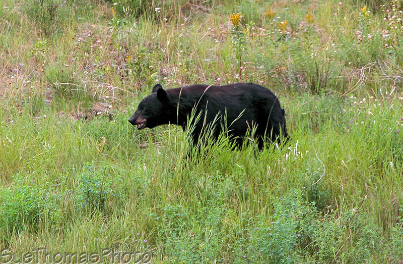 Black Bear near Liard River on the Alaska Highway, British Columbia