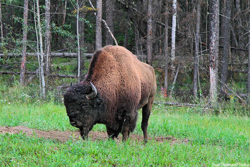 Bison alongside Alaska Highway near Liard River, British Columbia
