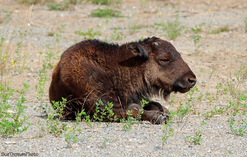 Young bison along Alaska Highway in British Columbia