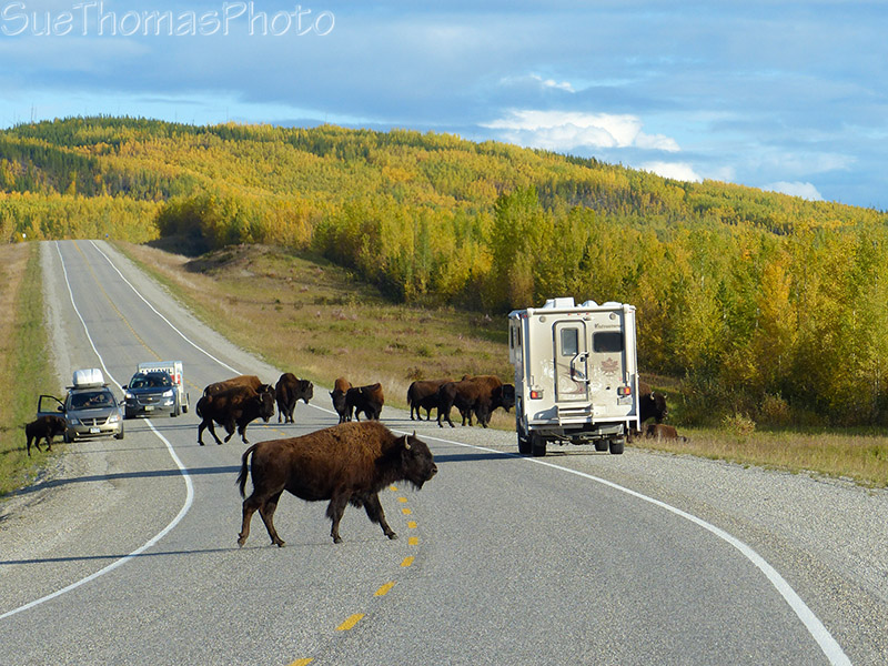 Wood bison on the Alaska Highway