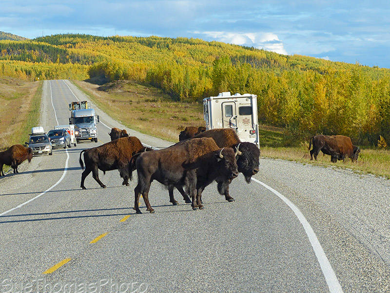 Bison on the highway