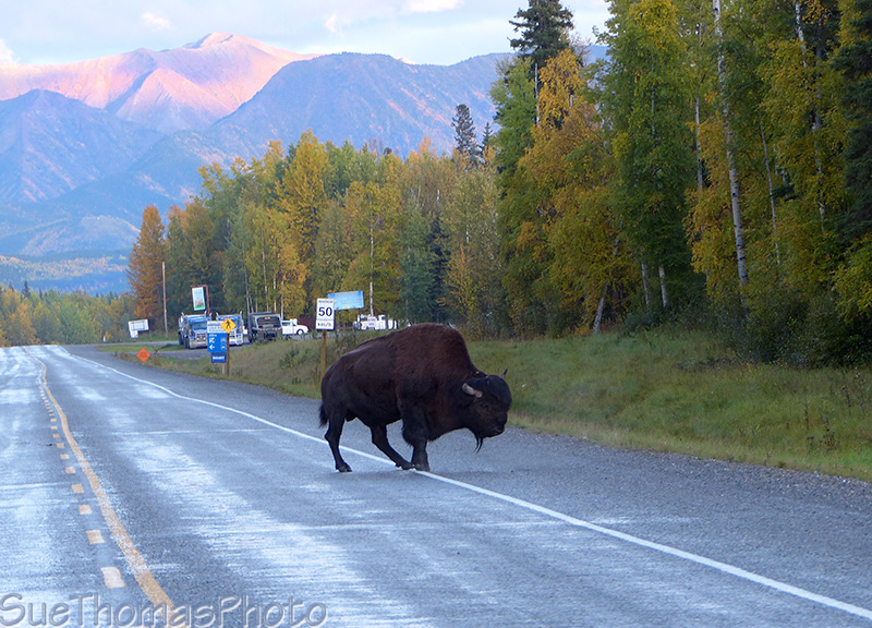 Injured bison