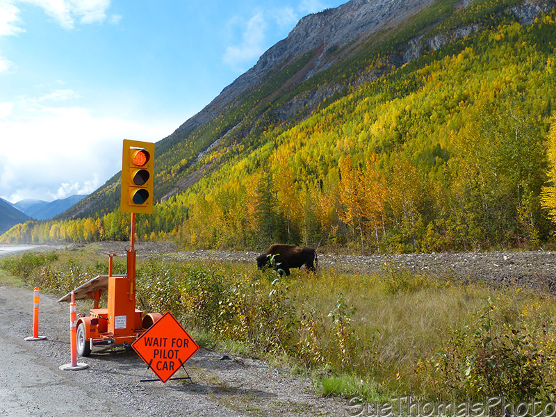 Bison at traffic signal