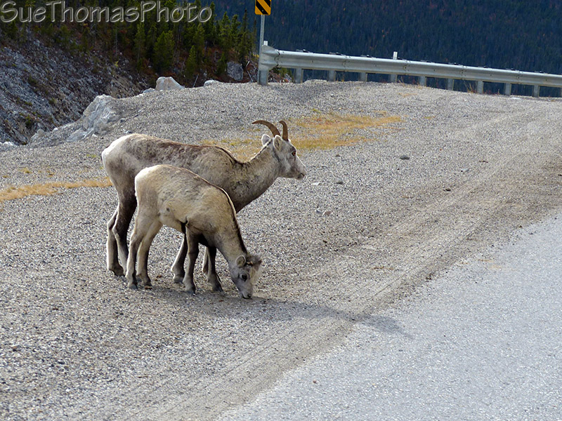 Mom and baby stone sheep