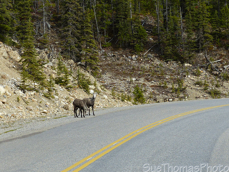 Two more stone sheep