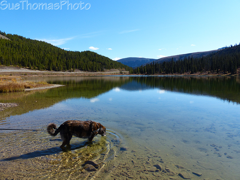 Ursa in a lake drinking water