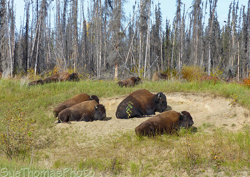 Bison resting beside the Alaska Highway