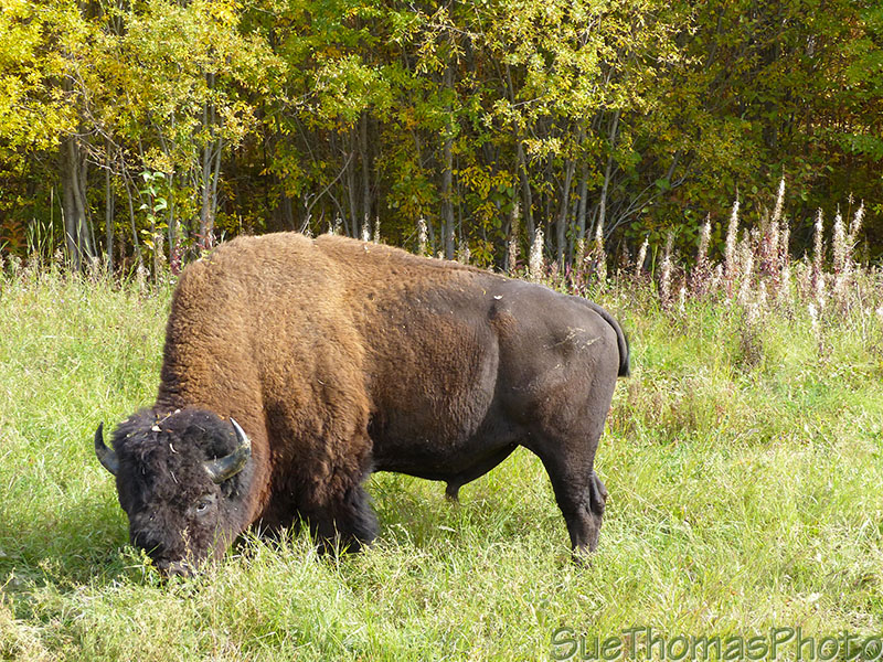 Biseon eating beside the Alaska Highway