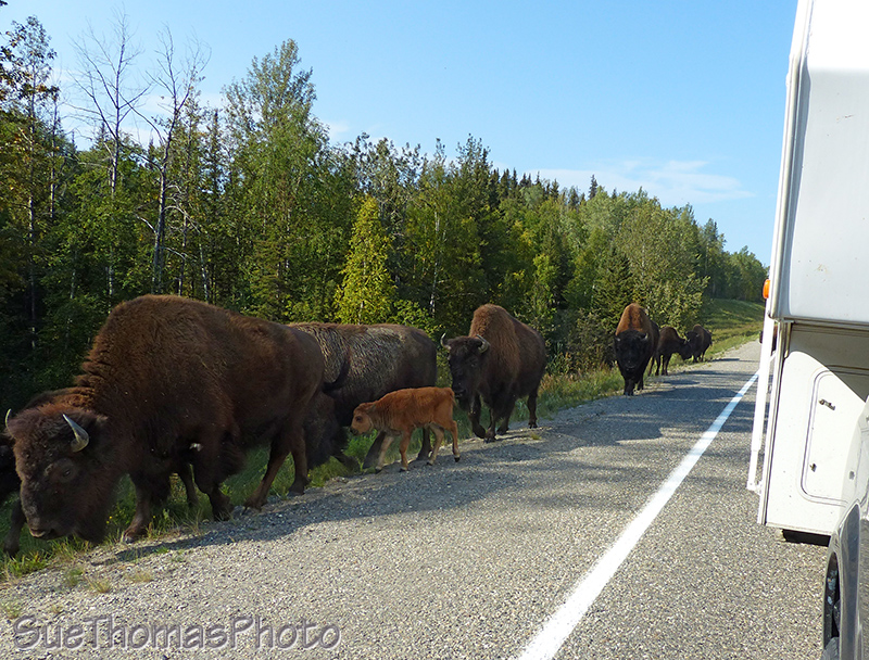 Bison on the Alaska Highway
