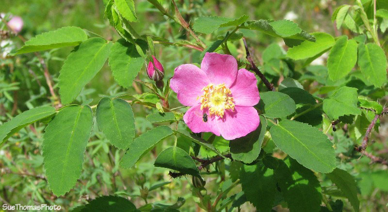 Wild rose