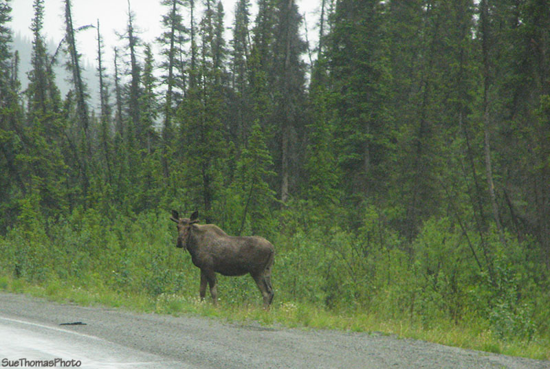 Moose between Donjek & White River, Yukon