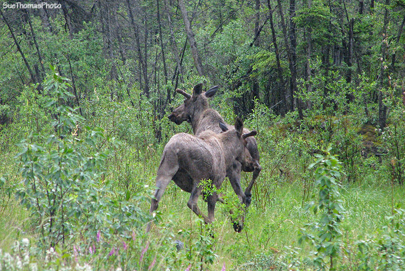 Two young bull moose, Yukon