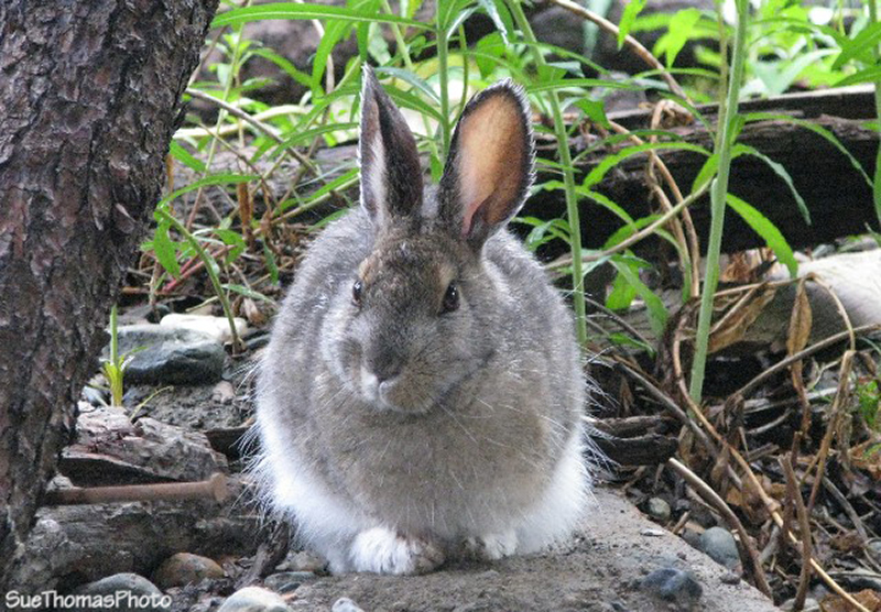 Rabbit at Silver City